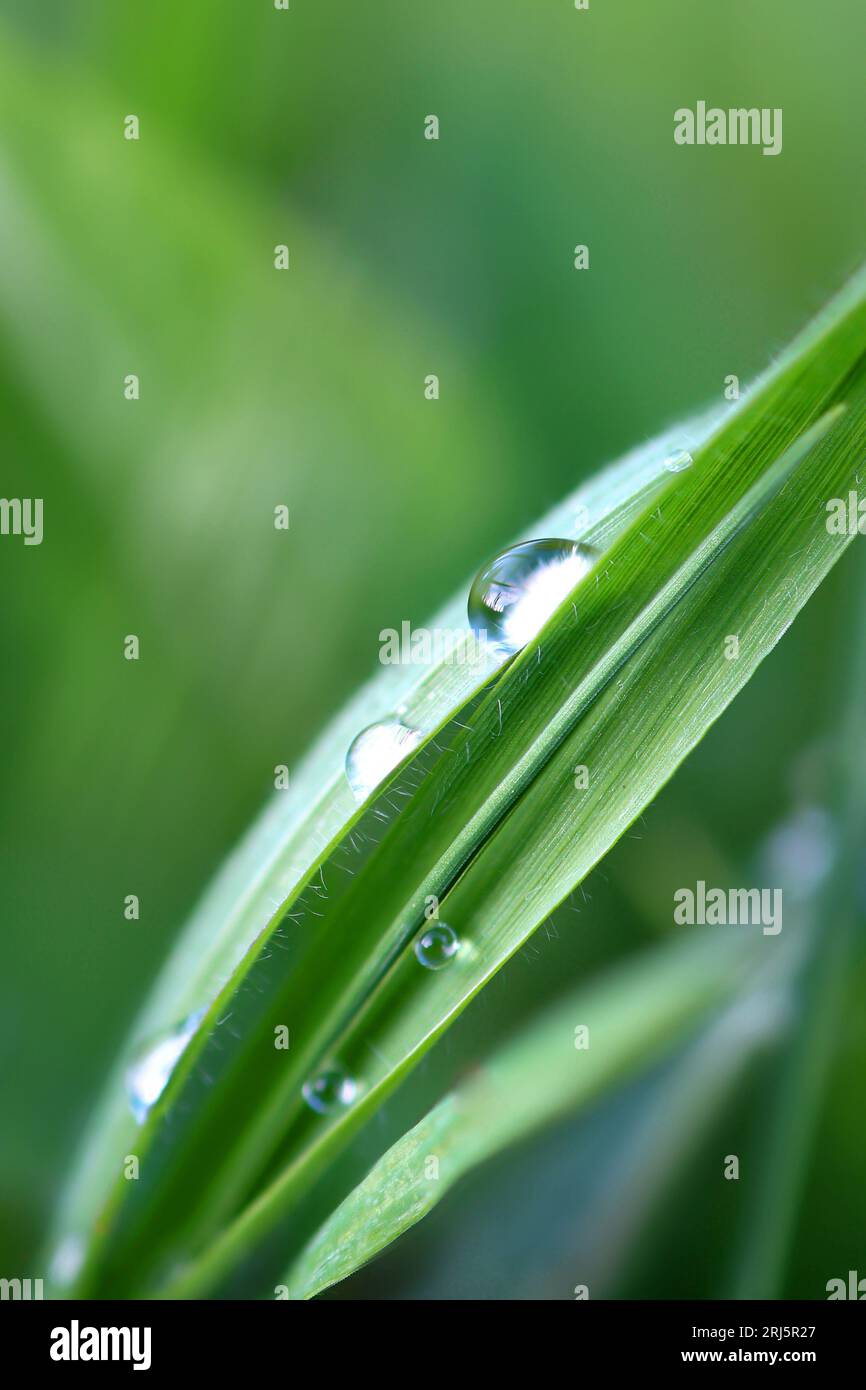 A macro shot of a single blade of lush green grass with glistening ...