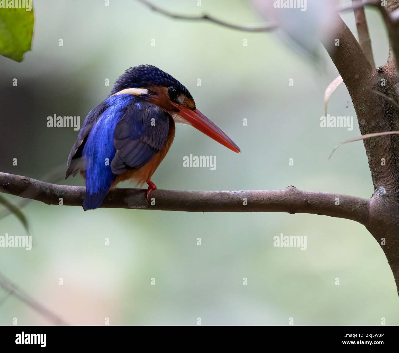 An oriental dwarf kingfisher perching on tree branch Stock Photo