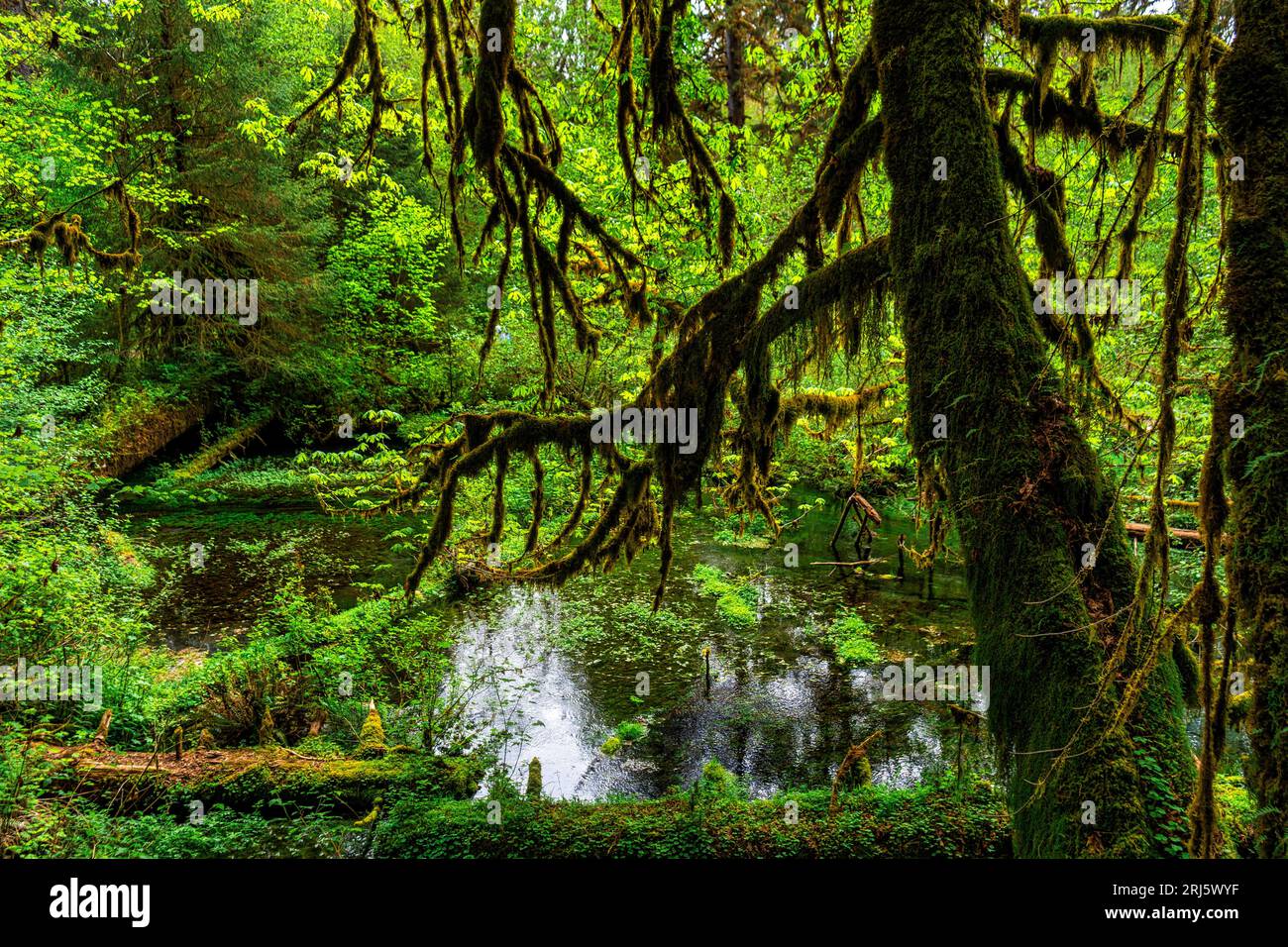 Verdant forest view hi-res stock photography and images - Alamy