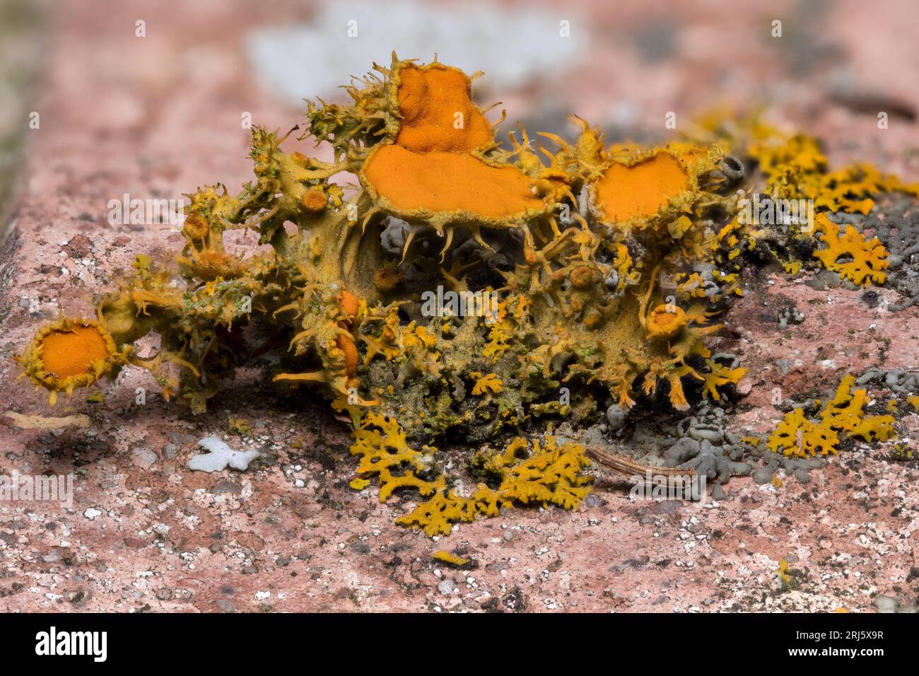 A closeup of a common orange lichen (Xanthoria parietina)on a pink brick surface Stock Photo