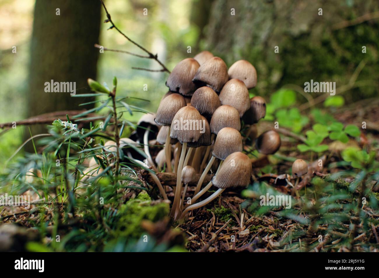Leafy forest floor fungi hi-res stock photography and images - Alamy