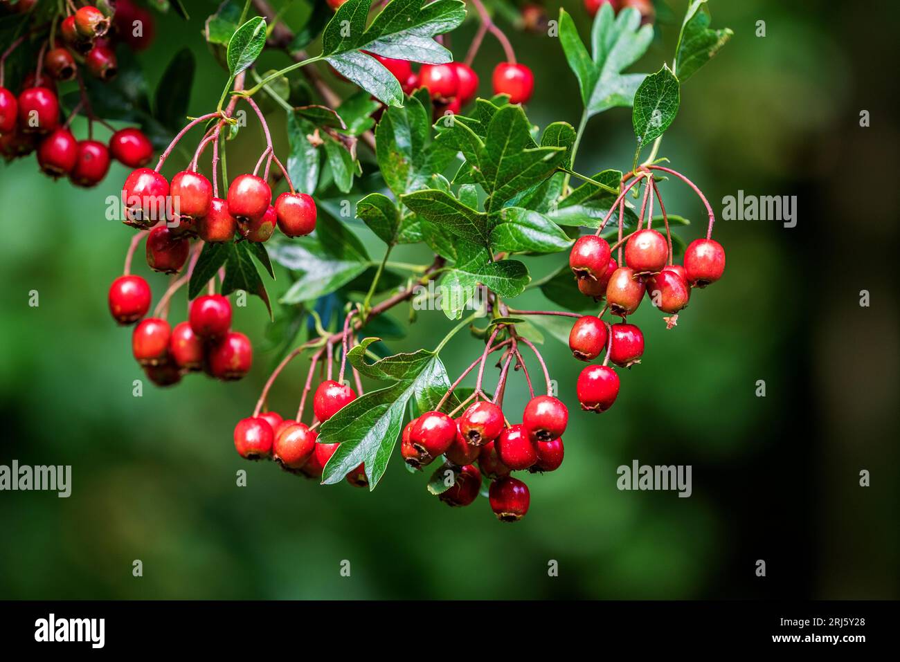 Hawthorn berries. quickthorn, thornapple, May-tree, whitethorn, Mayflower or hawberry, Stock Photo