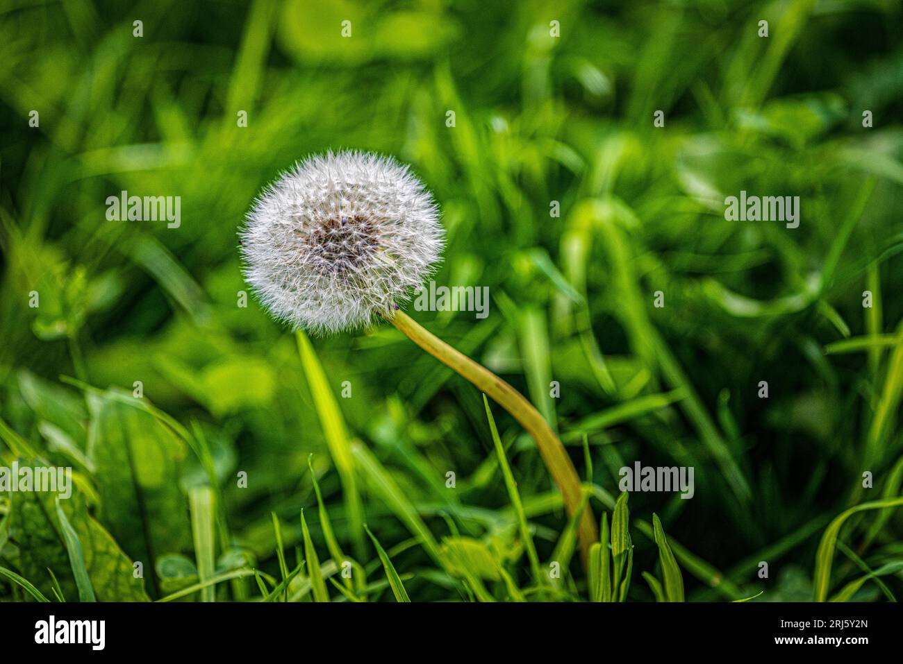 Dandelion seedhead. Stock Photo