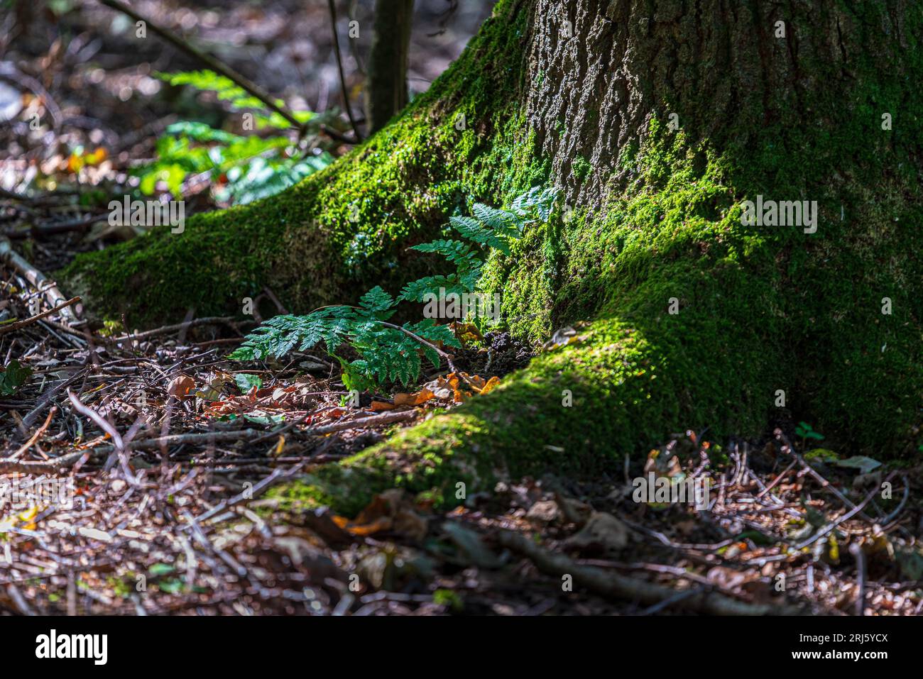 Woodland floor with ferns nestling at the base of a tree covered in moss and bathed in late sunshine. Stock Photo