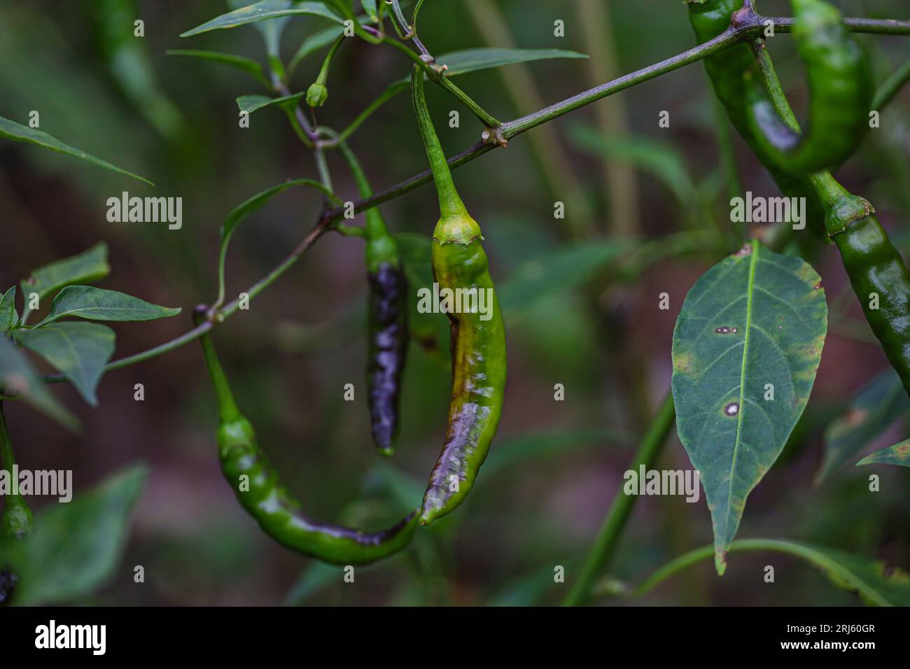Growing peppers on field hi-res stock photography and images - Alamy