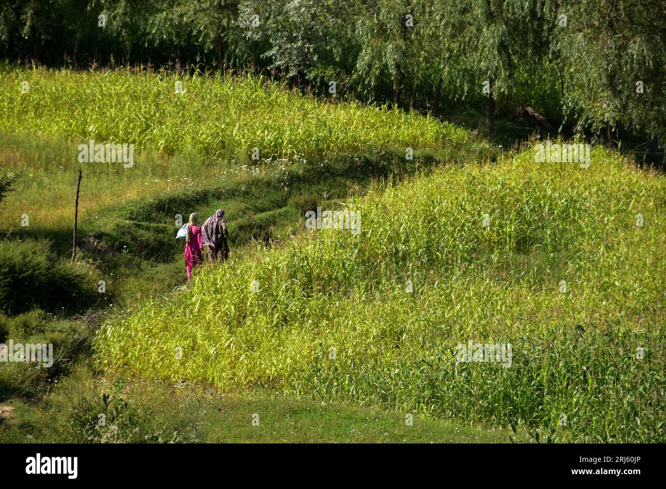 Tosa Maidan, India. 21st Aug, 2023. Kashmiri women walk through the ...