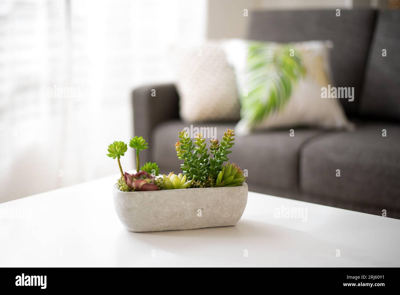 A modern living room interior featuring a white coffee table with a bowl of plants. Stock Photo