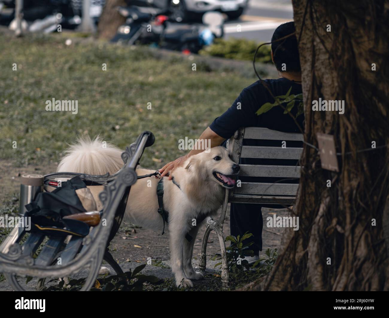 A man sitting on a bench in a park and petting his white dog Stock ...