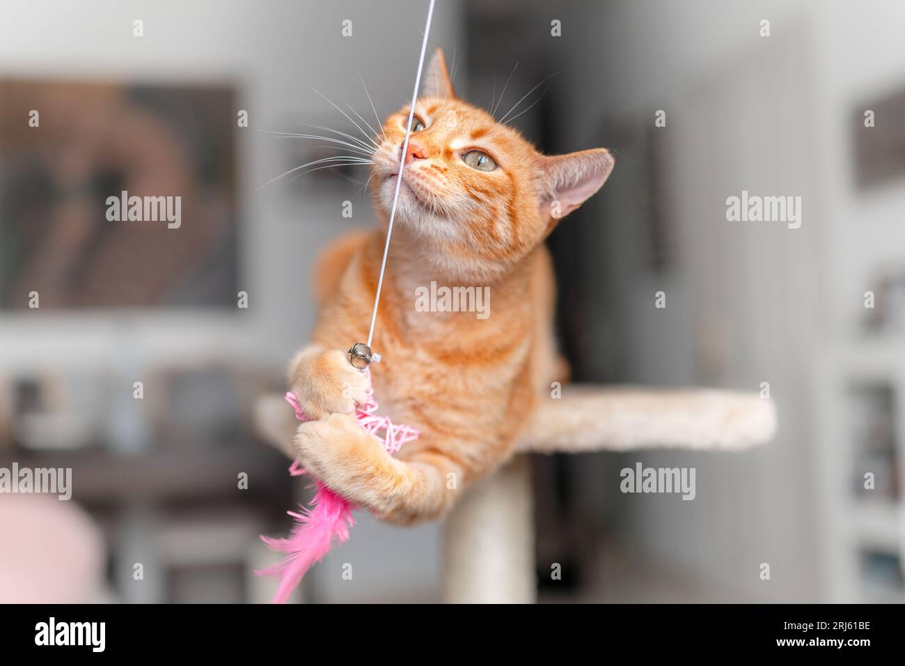 brown tabby cat with green eyes playing on a scratching tower Stock ...
