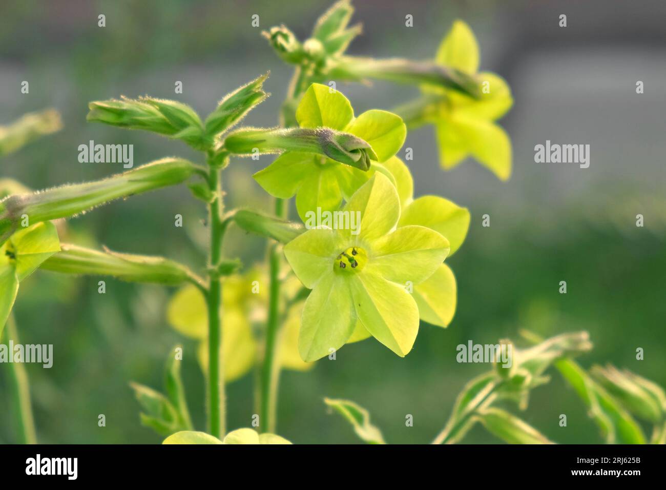 Nicotiana sanderae Lime Flower growing in the Garden. Fragrant Nicotiana alata Blooming. Jasmine, sweet, winged tobacco, tanbaku Persian Blossoming. L Stock Photo