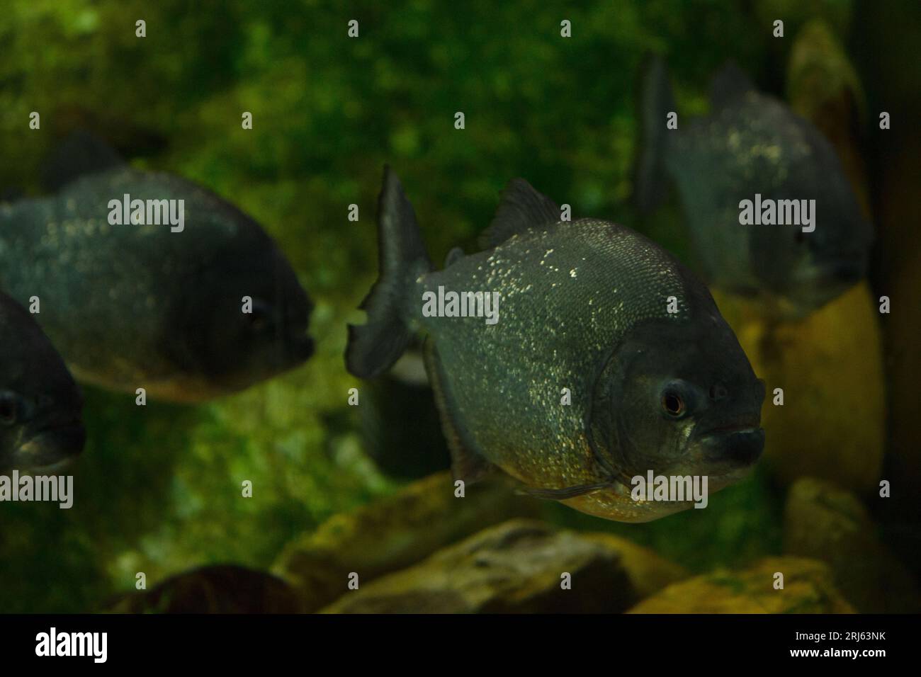 Parranus Fish Swift swimming hi-res stock photography and images - Alamy