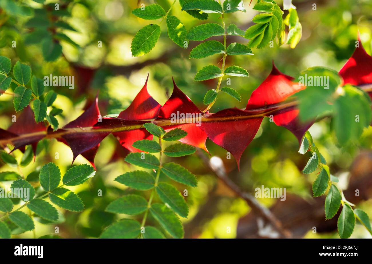 Rosa sericea pteracantha  , silky rose , with red translucent winged thorns ,native  to China , Stock Photo