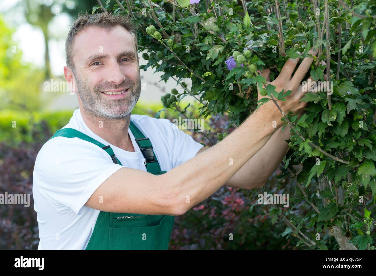 a man gardener at work Stock Photo