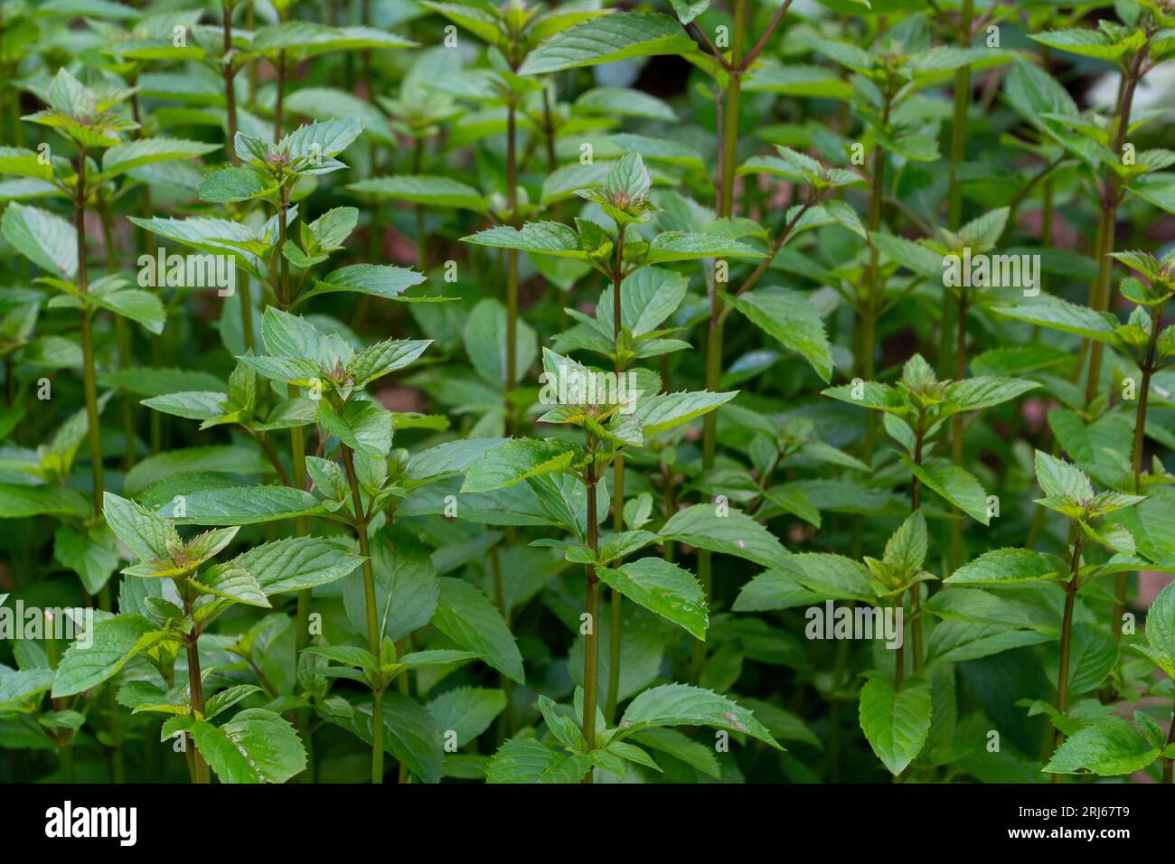 Spearmint plant example, also known as garden mint, common mint, lamb mint, and mackerel mint, is a species of mint, Mentha spicata, native to Europe. Stock Photo