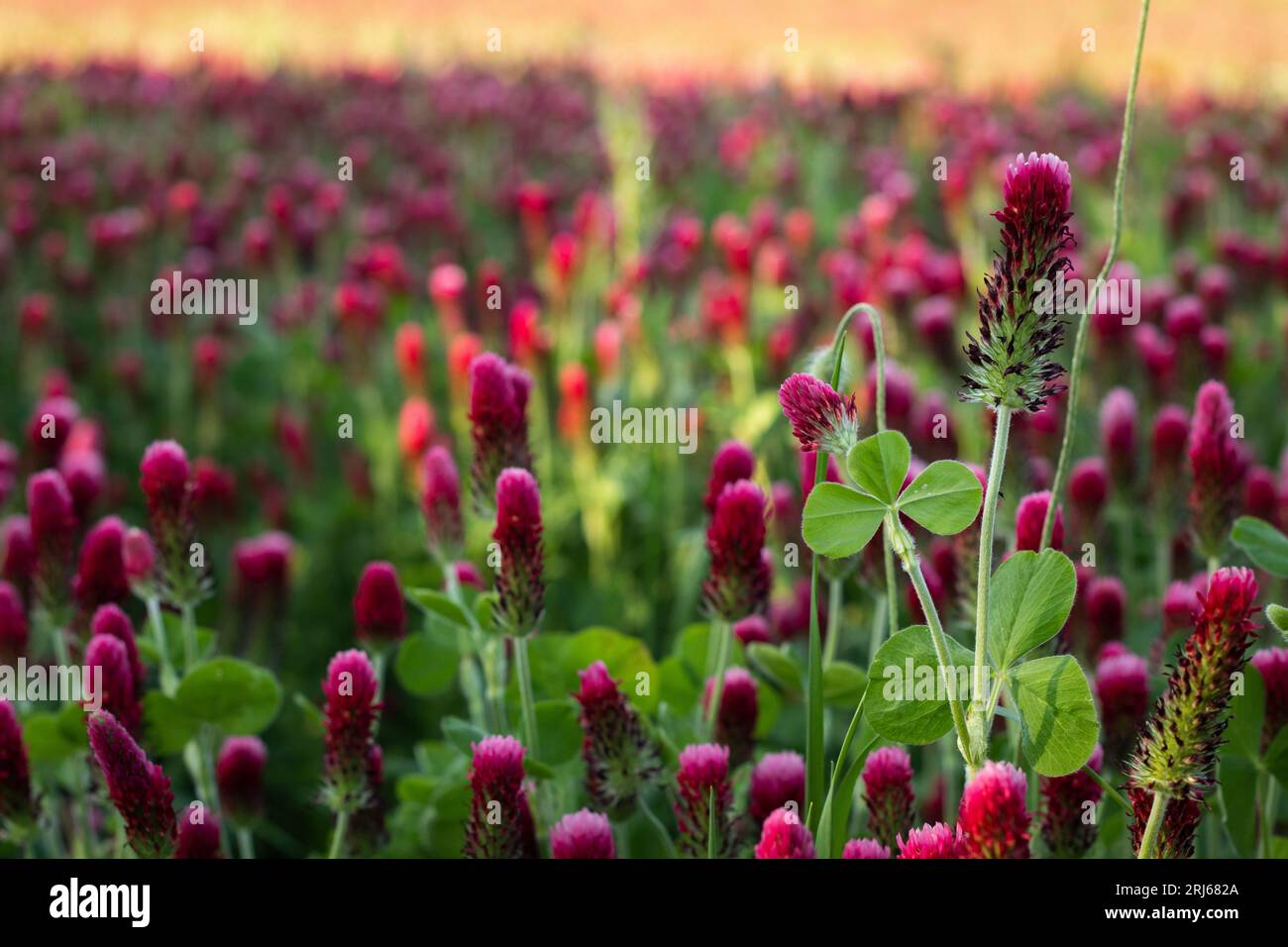 A tranquil scene of a red clover field in the light of late afternoon. Trifolium rubens. Stock Photo