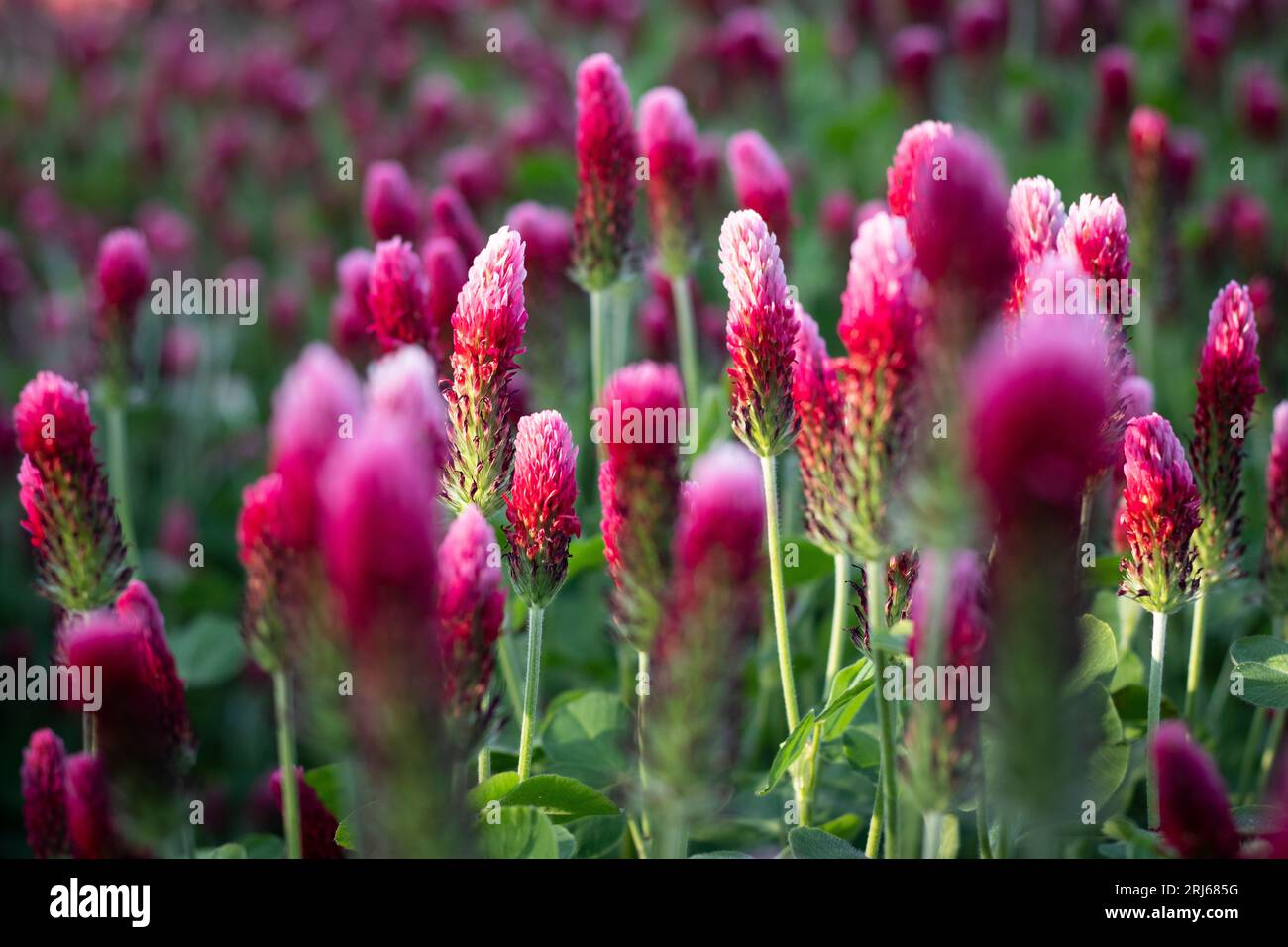 A lush red clover field in the light of late afternoon. Trifolium rubens. Stock Photo