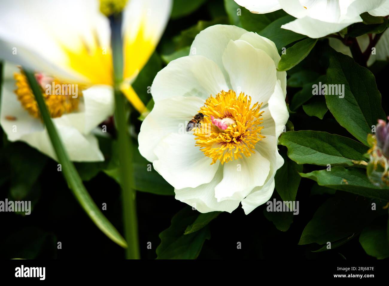 A white camellia flower with a bee visiting the centre. Stock Photo