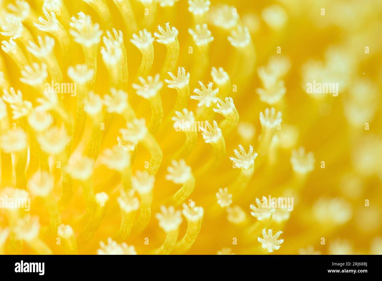 Toadstool Reef beautiful close up toadstool coral reef Stock Photo - Alamy