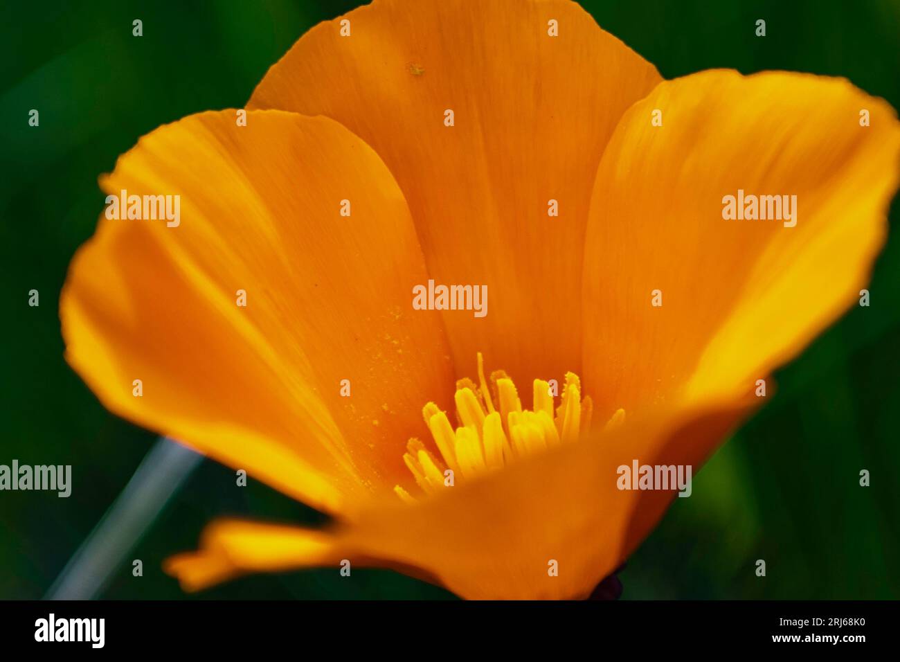 A close-up shot of a bright, vibrant orange California poppy flower in full bloom Stock Photo