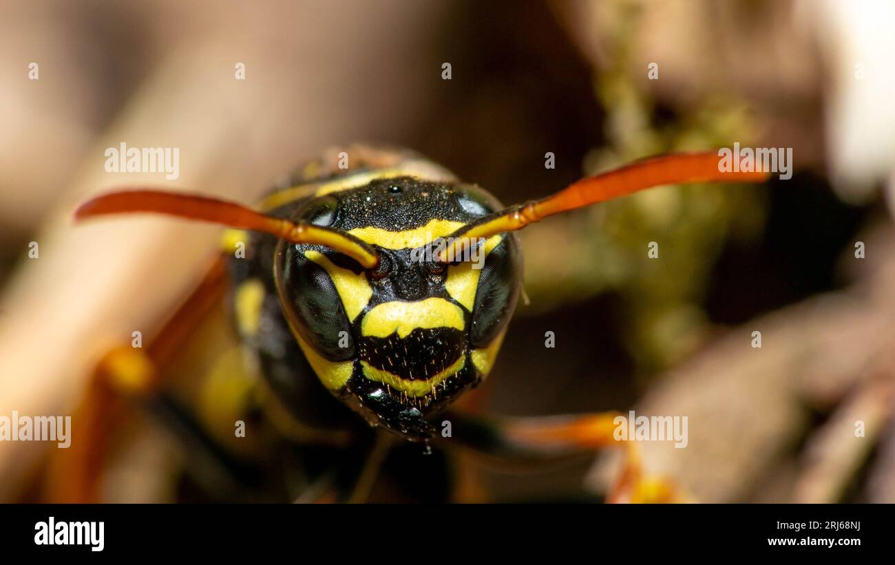 A majestic Japanese Giant Hornet perched atop a pile of rich, earthy leaves in a lush and vibrant field Stock Photo