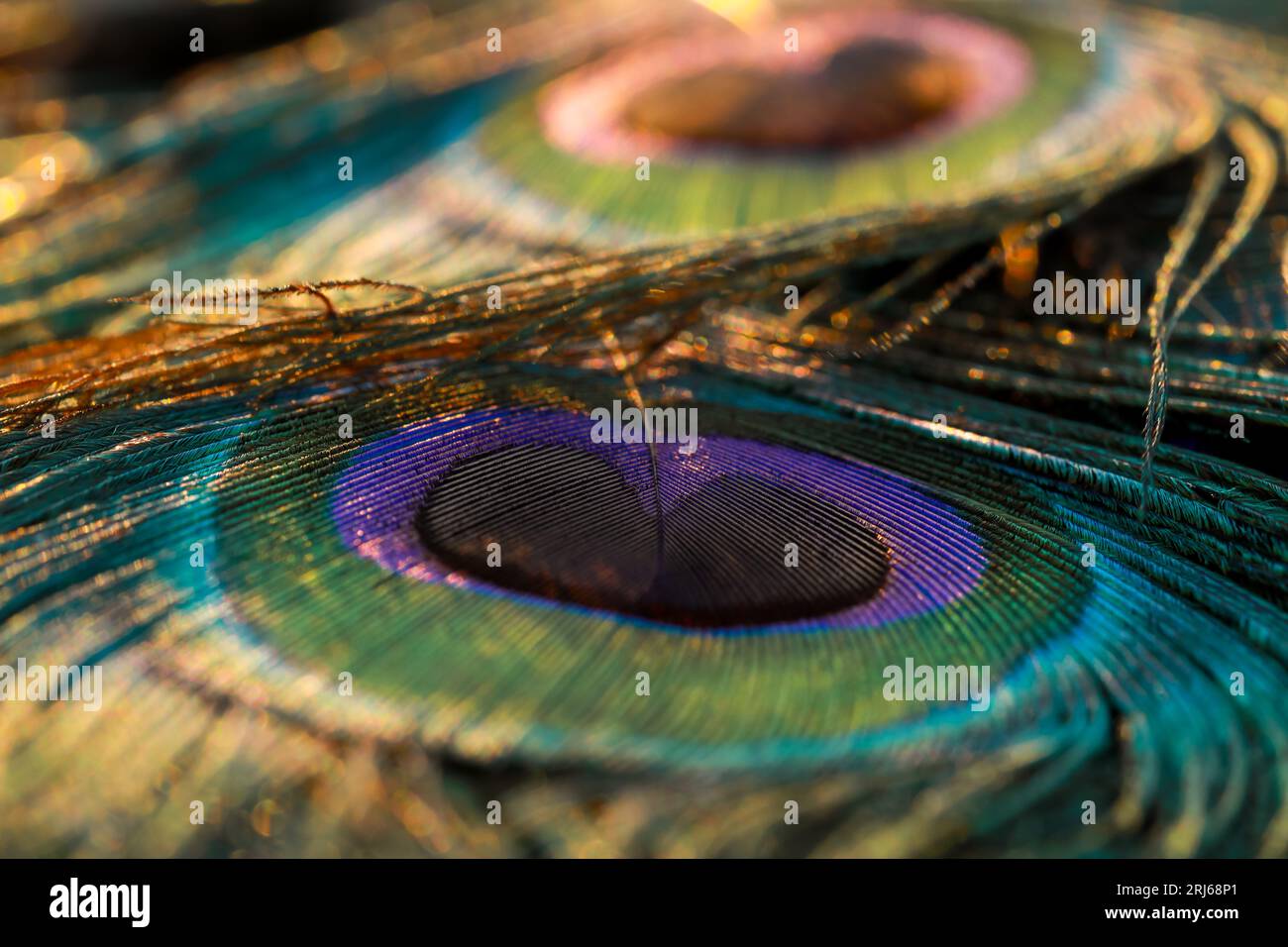 A close-up of a peacock feather, featuring vibrant shades of blue and ...