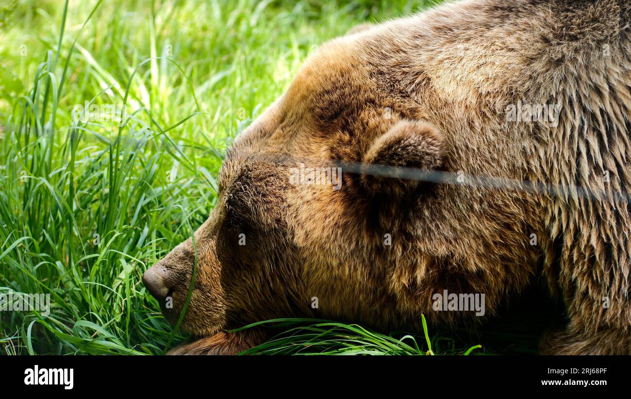 A brown bear lounging in a lush grassy field, its keen eyes open and ...