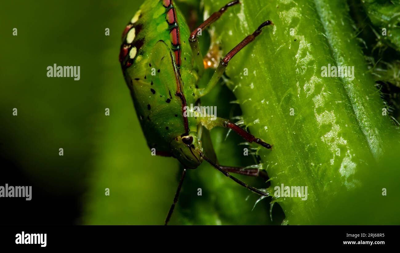 Bronzing Insects Bronze insect hi-res stock photography and images - Alamy