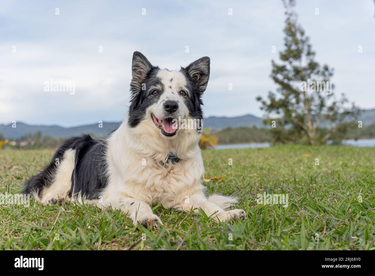 A cheerful Border Collie dog sprawled out on the lush grass at the edge of the beach Stock Photo