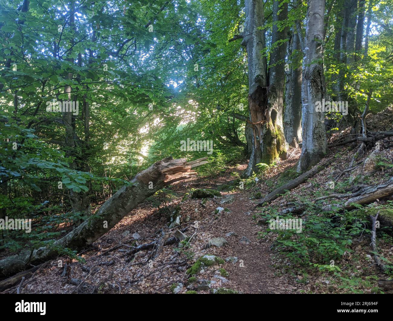 A green forest scene featuring tall trees with lush foliage Stock Photo ...