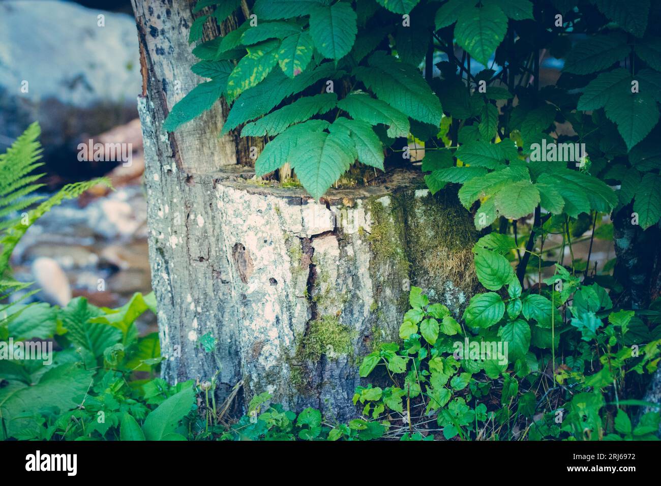 Surrounded by lush greenery hi-res stock photography and images - Alamy