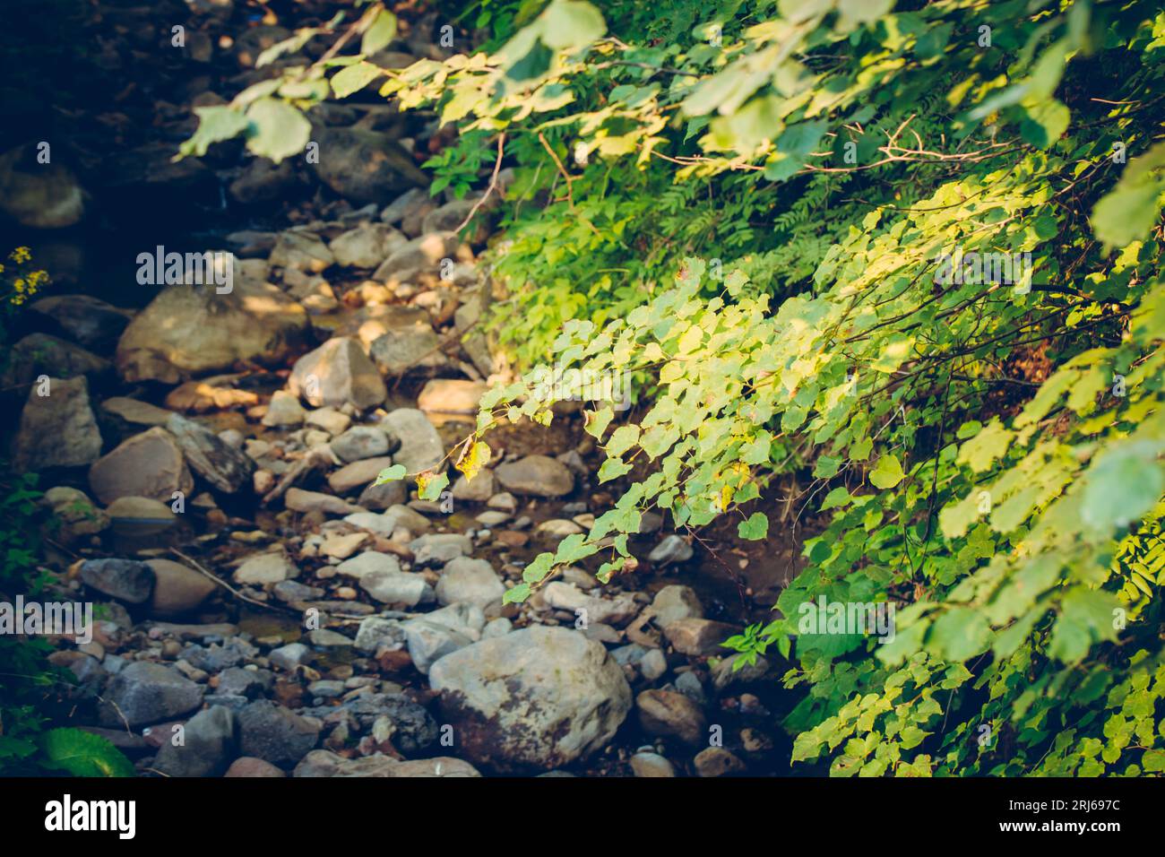 Featuring lush green hi-res stock photography and images - Alamy
