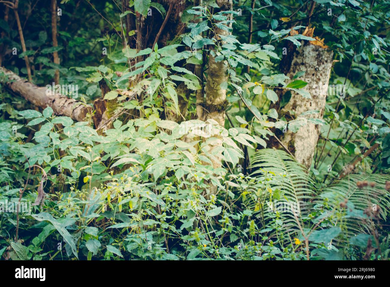 A forest scene featuring lush green vegetation Stock Photo - Alamy