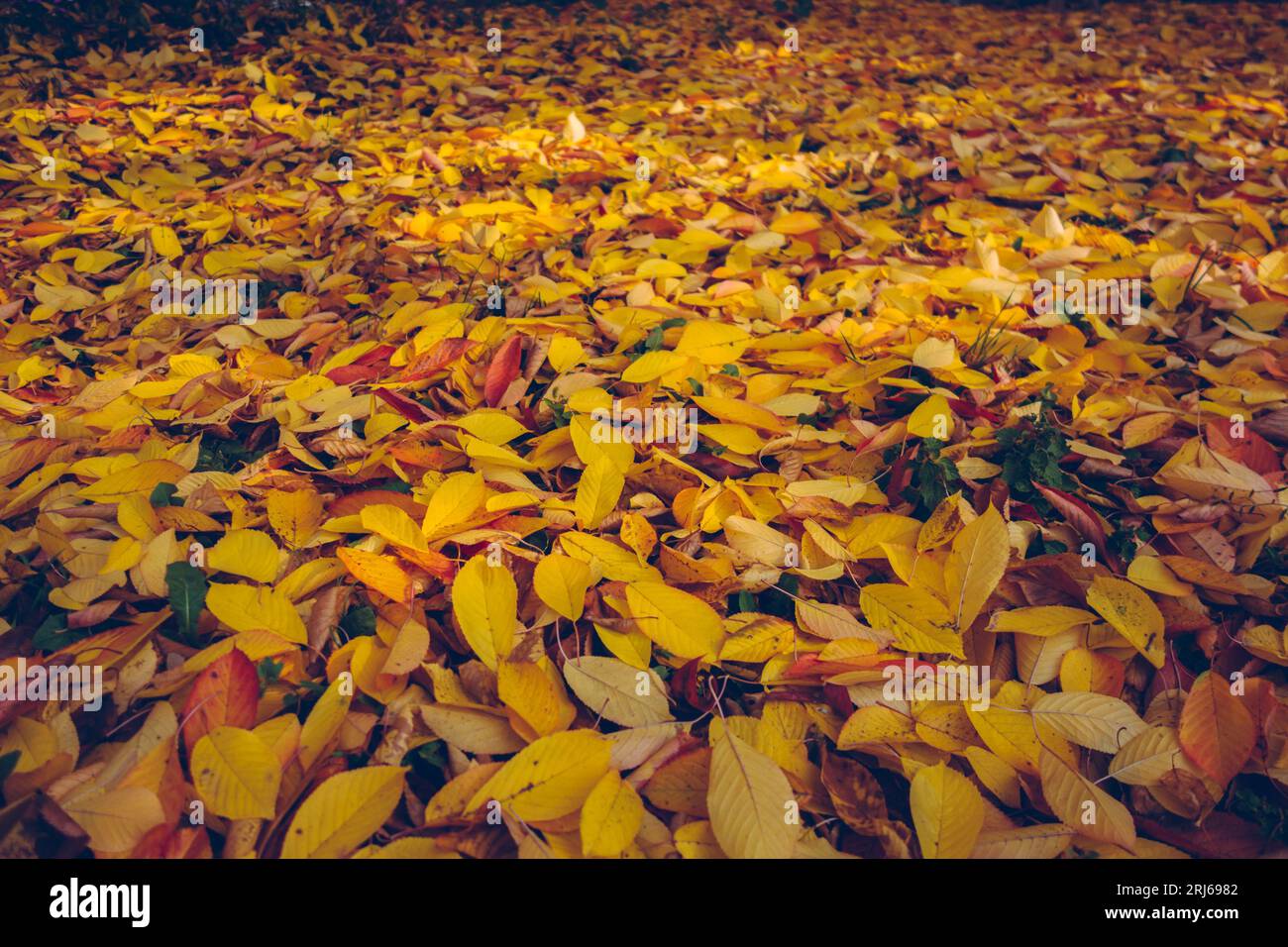 Golden autumn shades hi-res stock photography and images - Alamy