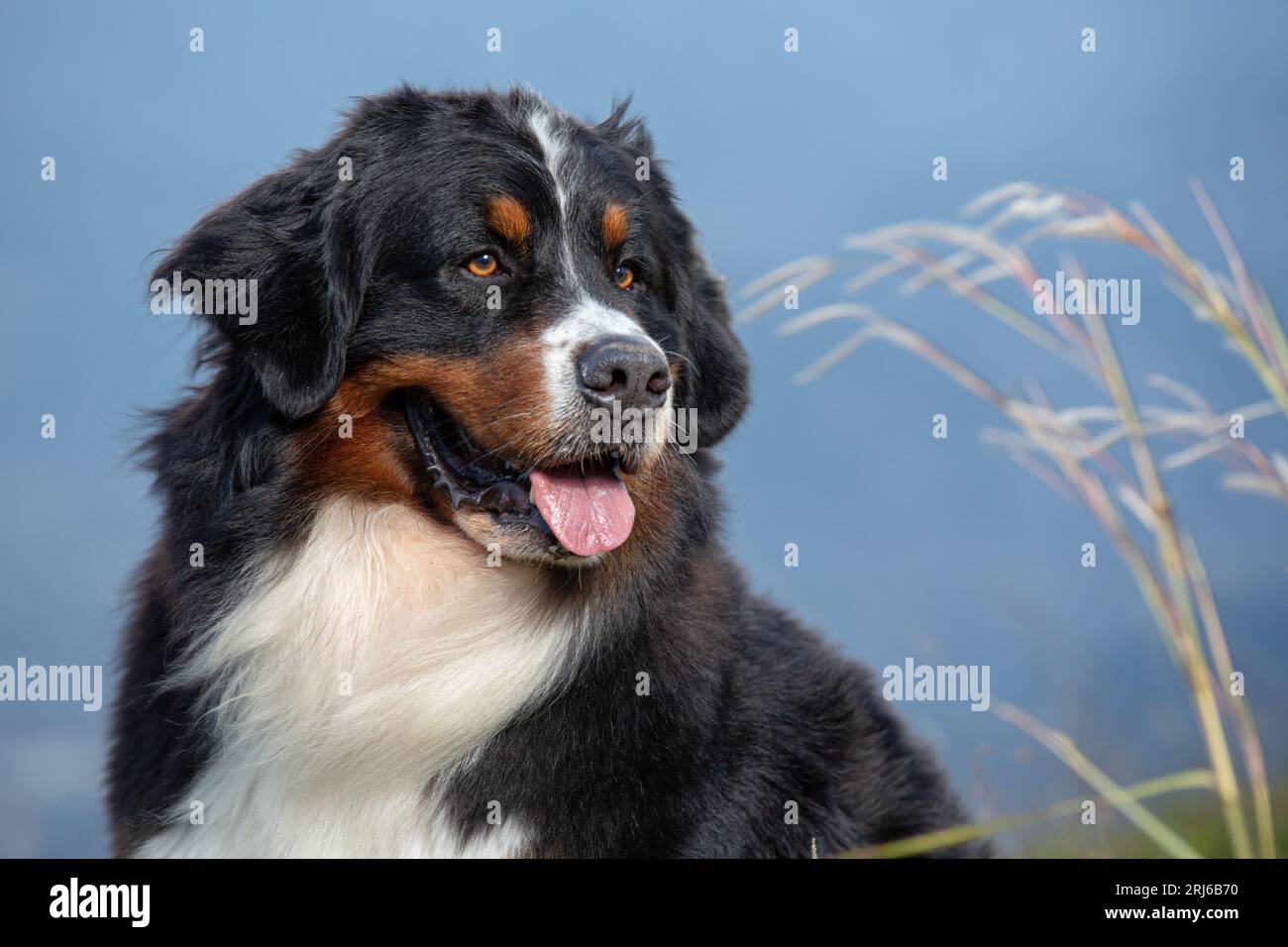A Bernese Mountain dog on a lush green hill in a mountainous landscape, Medellin, Colombia Stock