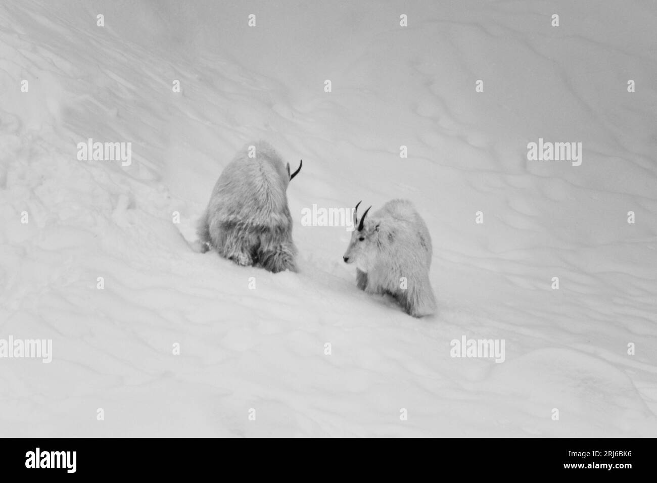 Two alpine mountain goats, with one perched atop the other, in a snowy