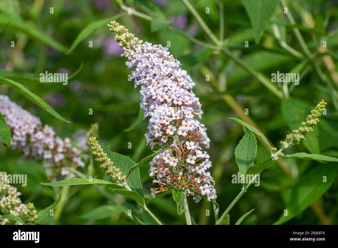 Buddleja davidii Les Kneal (buddleia variety), known as a butterfly bush, in flower during august or summer, UK Stock Photo