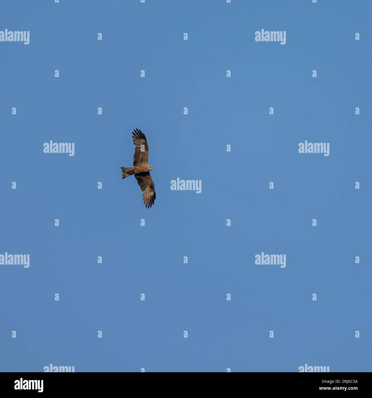 A majestic hawk bird soaring through a vivid blue sky Stock Photo - Alamy