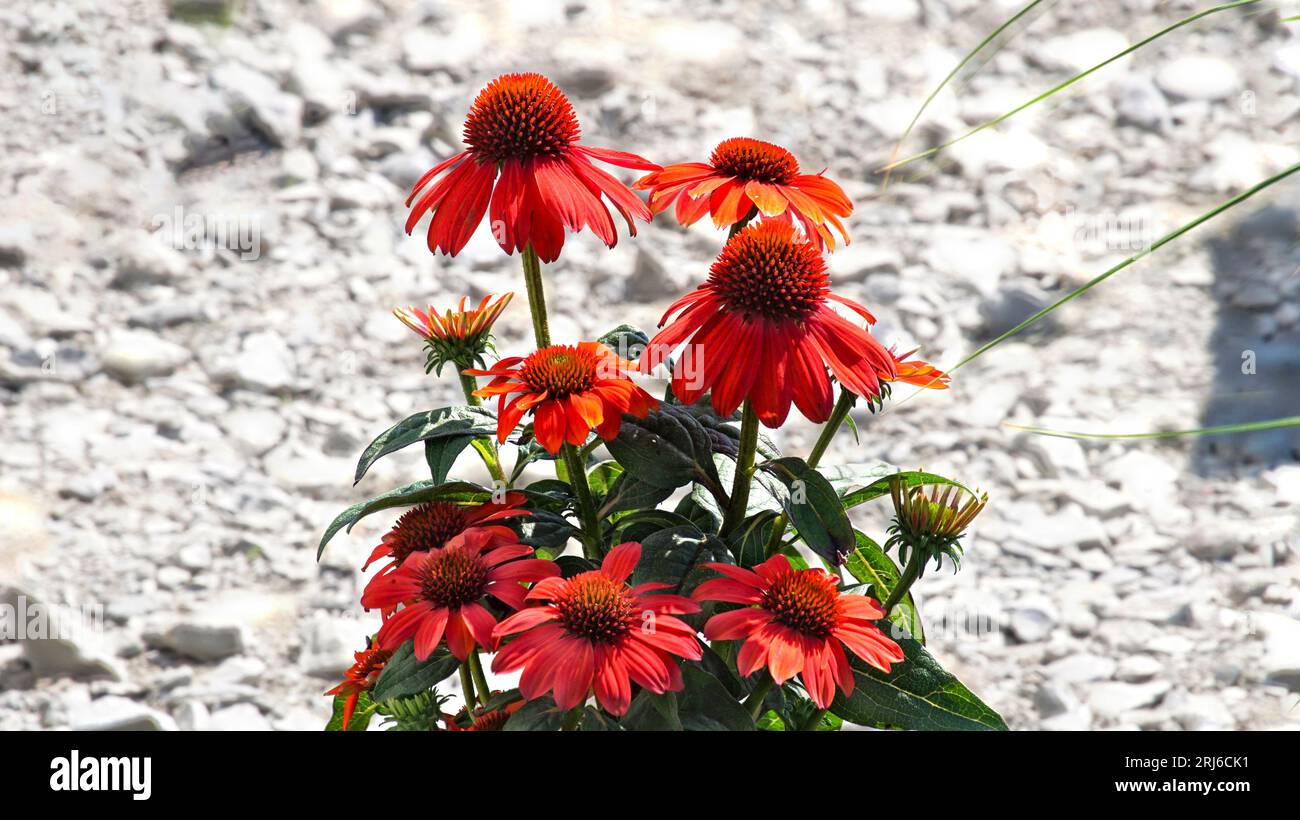 Blumen und Blüten. Der rote Sonnenhut Stock Photo