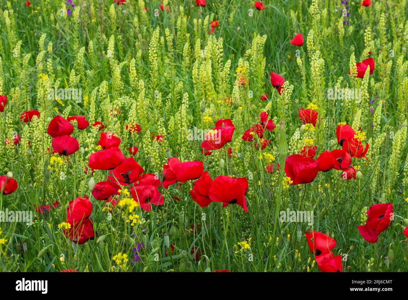 A scenic view of red poppy flowers in a green field Stock Photo