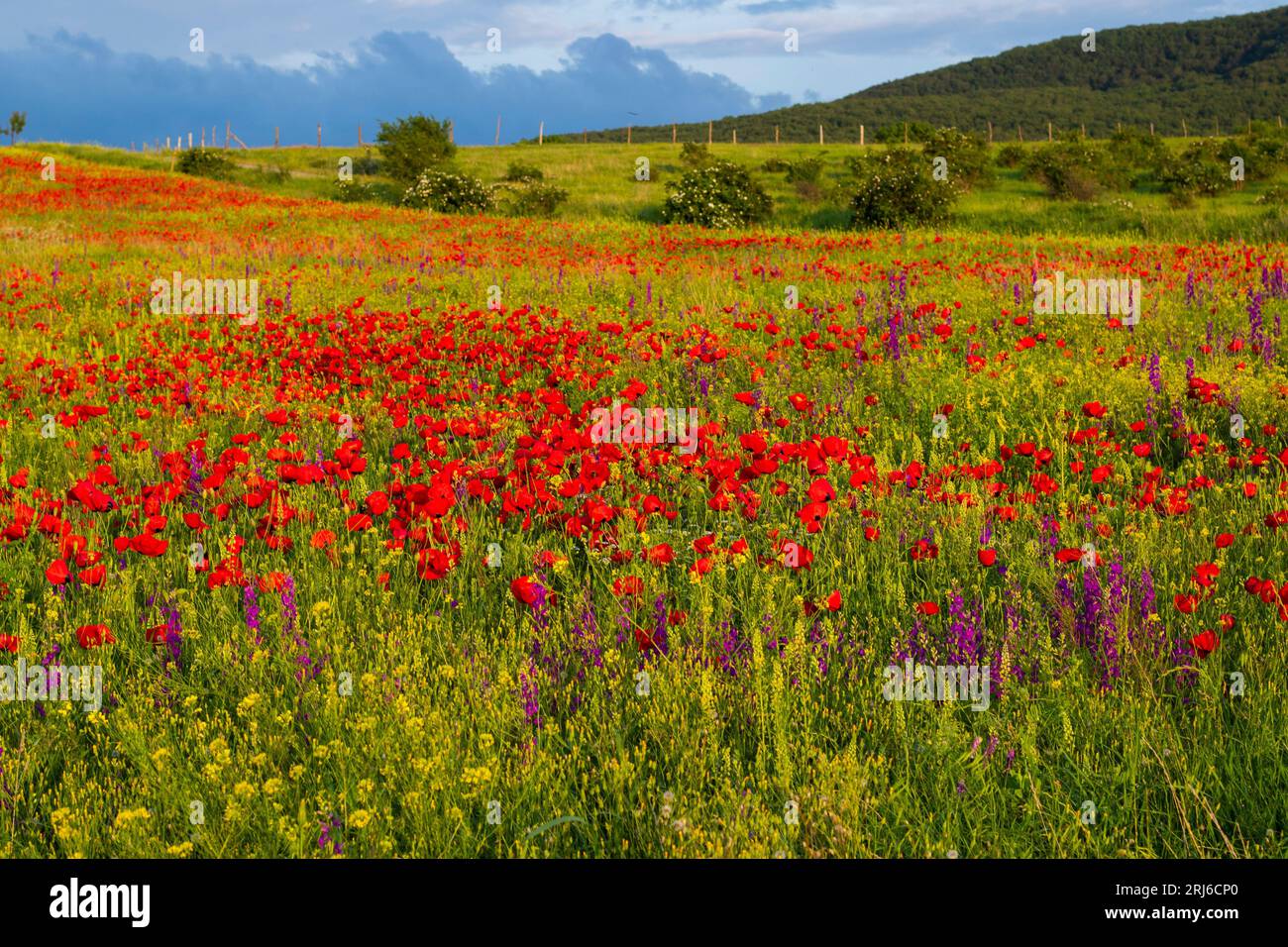 A scenic view of red poppy flowers in a green field Stock Photo