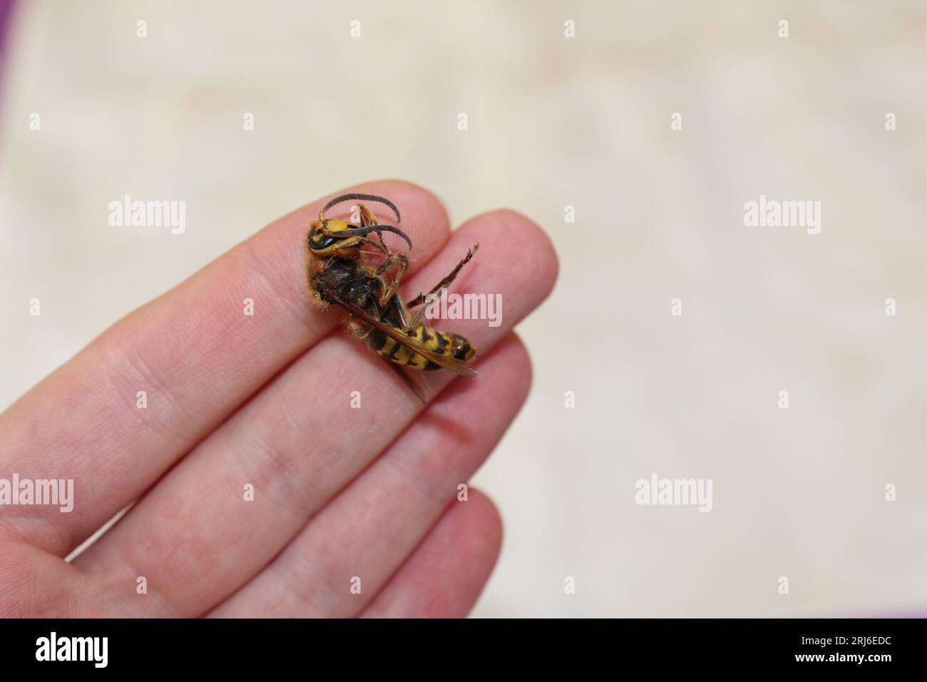 A huge wasp in a woman's hand Stock Photo