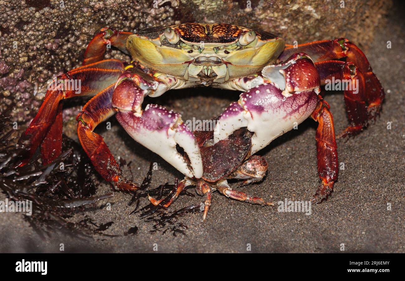 Large Purple Rock Crab Leptograpsus variegatus crushing the shell