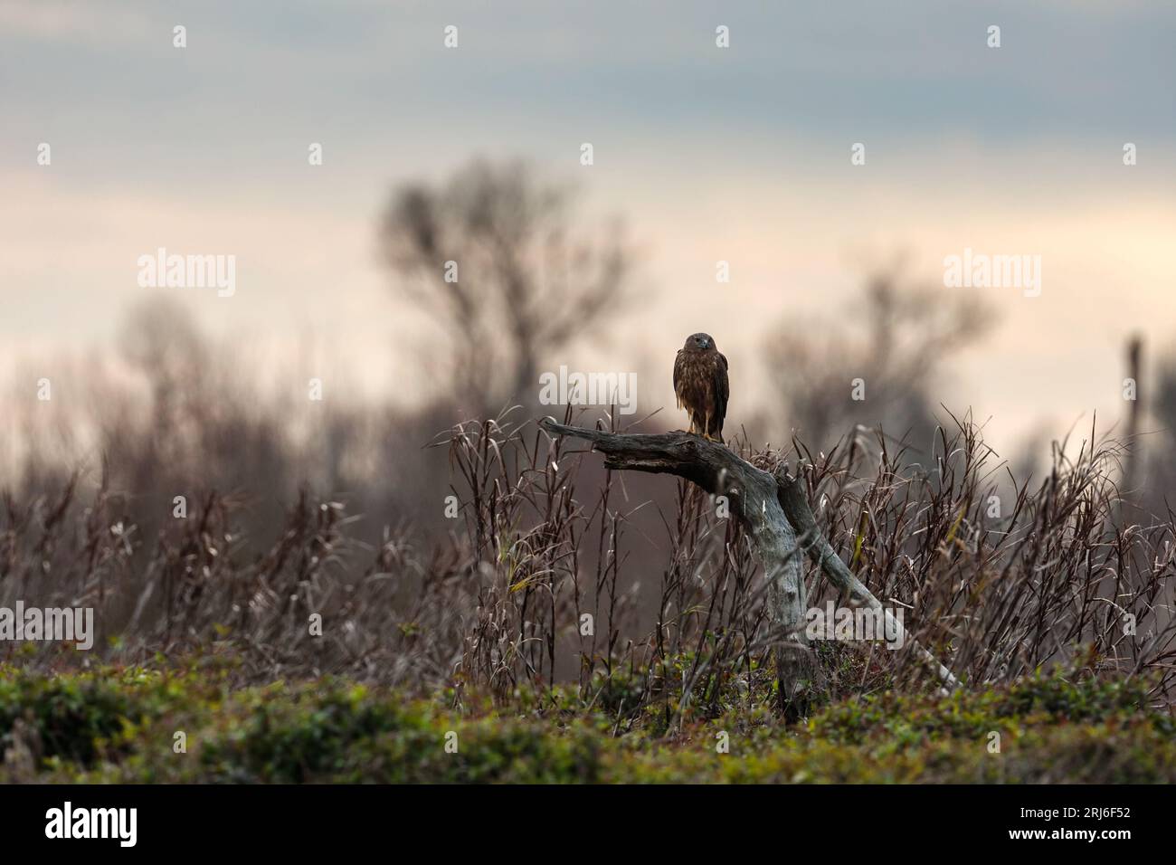 A Swamp Harrier - Circus approximans - standing on an old tree stump surrounded by its natural environment, Whangamarino Wetland in New Zealand Stock Photo