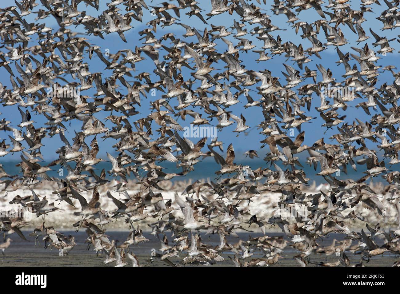 Hundreds of Bar-tailed Godwits - Limosa lapponica - simultaneously take to the air in Miranda - New Zealand. Stock Photo