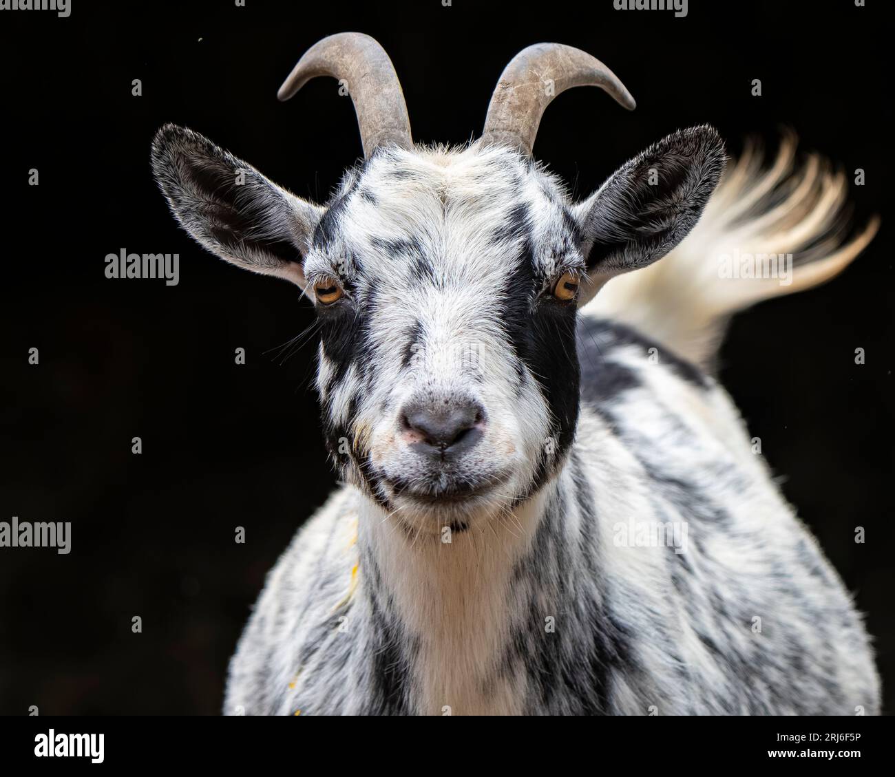 An American Pygmy goat standing against a black background Stock Photo ...