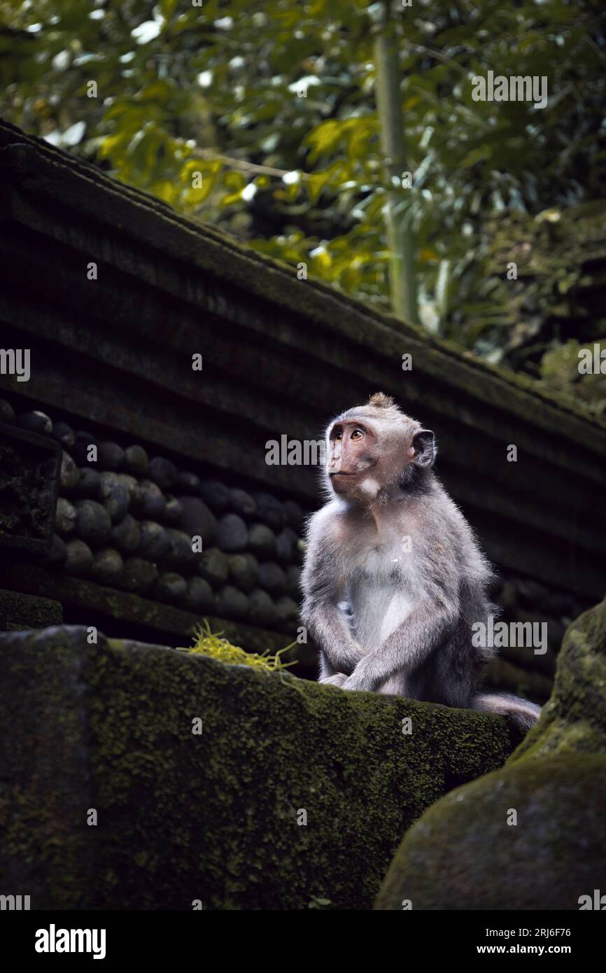 A monkey helped harvest and husking the coconut. Long-tailed monkeys or  long-tailed macaque in Pariaman, not just animals that live in the wild,  but these monkeys are also utilized by the local