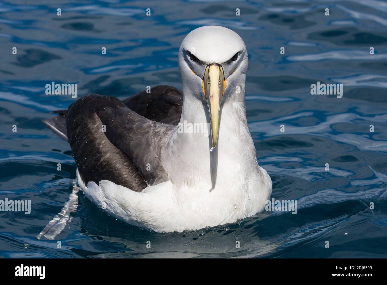 The threatened Salvin's albatross, or mollymawk, has a very striking appearance. The markings on its face give the appearance of a mask. Taken of the Stock Photo