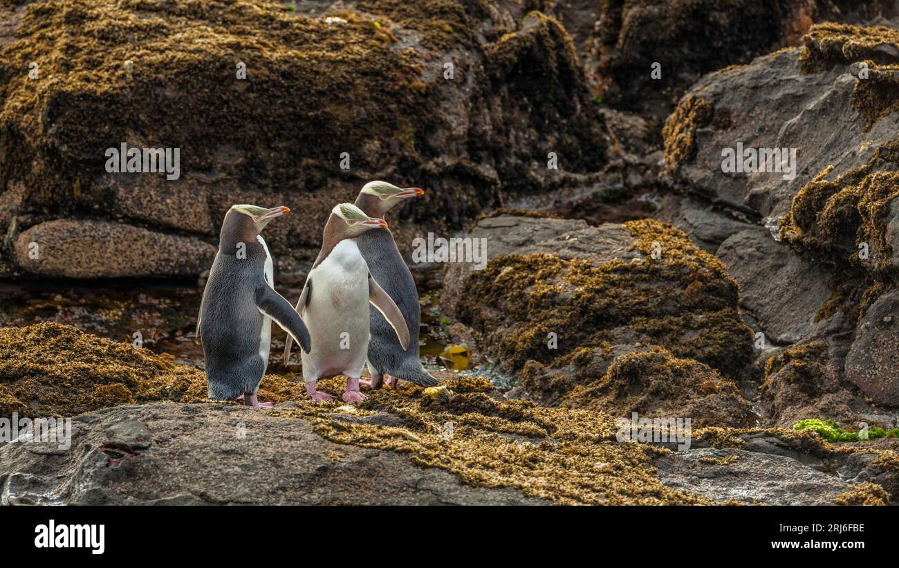 Three Yellow-eyed Penguins - Megadyptes antipodes - stand together on seaweed covered rocks,  all looking in the same direction. New Zealand Stock Photo