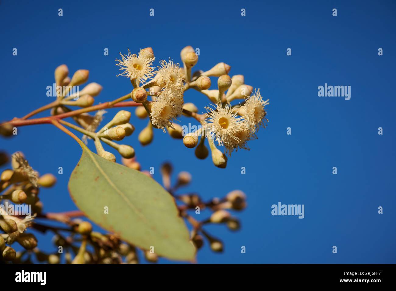 A cluster of Eucalyptus polyanthemos flowers photographed against a blue sky with plenty of negative space. Stock Photo