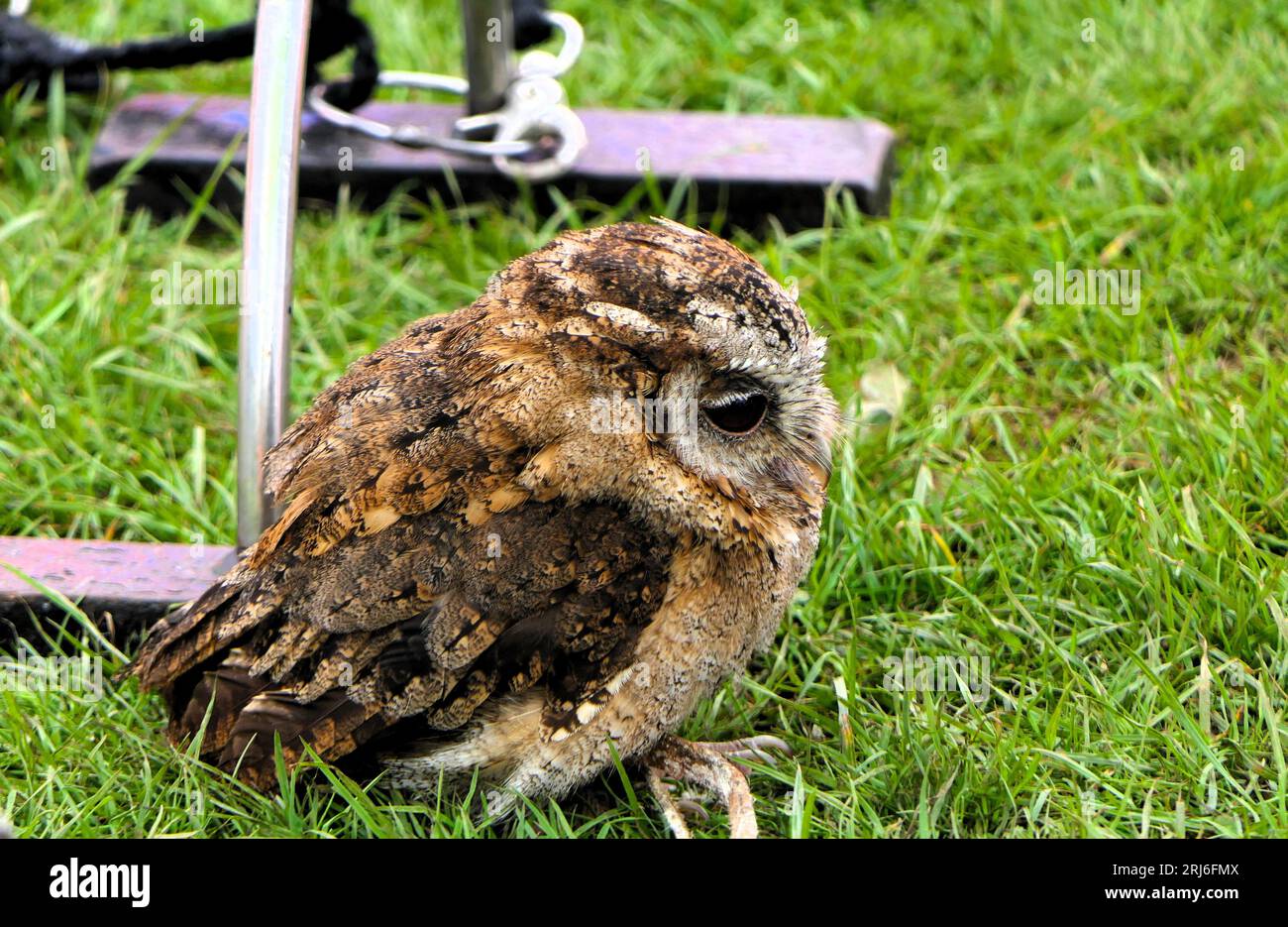 Majestic Owls leek at Ashbourne Show, UK Stock Photo - Alamy